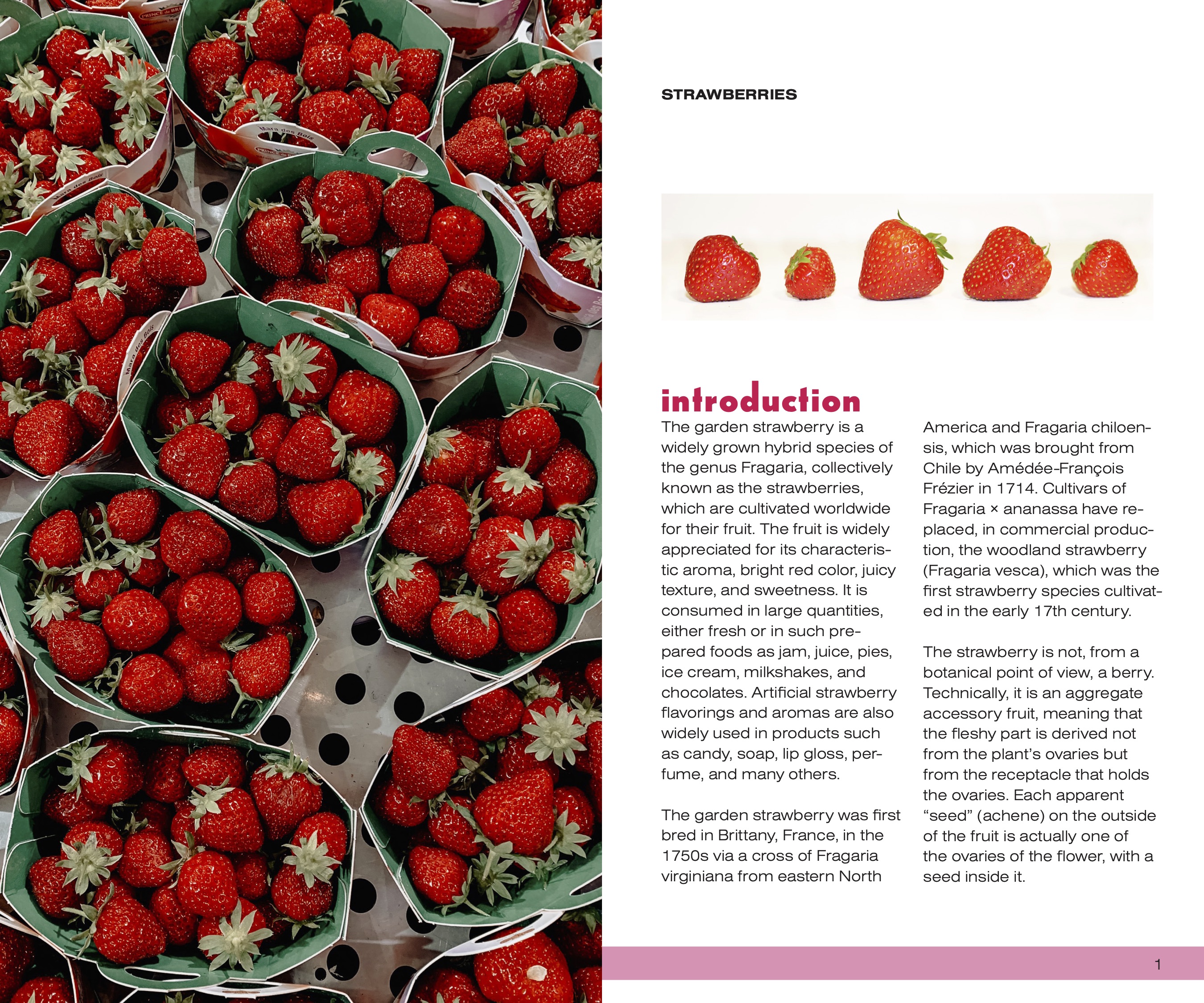 DAAT Strawberry Pamphlet.jpg